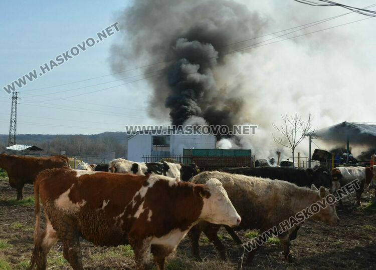 Пожар край с.Конуш в кравефермата на д-р Мустафов