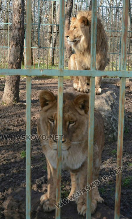 Вълкът на сигурно в клетката на мечката
