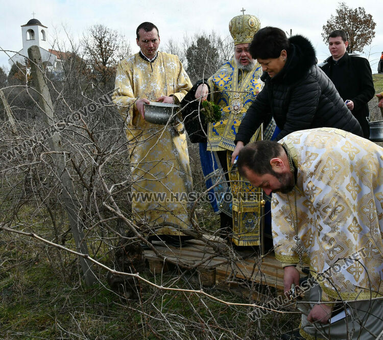 В Харманли зарязаха лозята в местността „Трифончето“