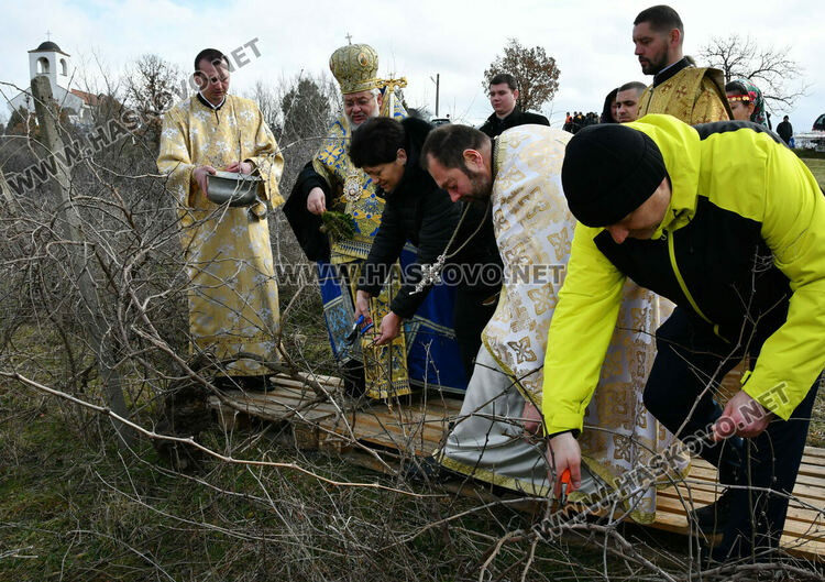 В Харманли зарязаха лозята в местността „Трифончето“
