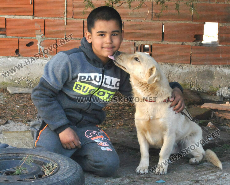 Стопанинът на убитото куче: Съседът го намушка с вила заради една кокошка скапана, мръсна