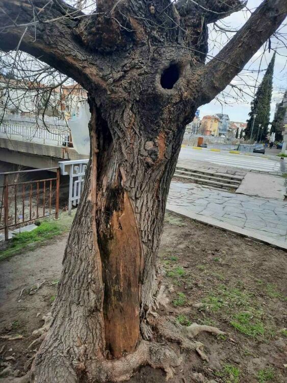 Над 140 дървета са засадени в Асеновград 