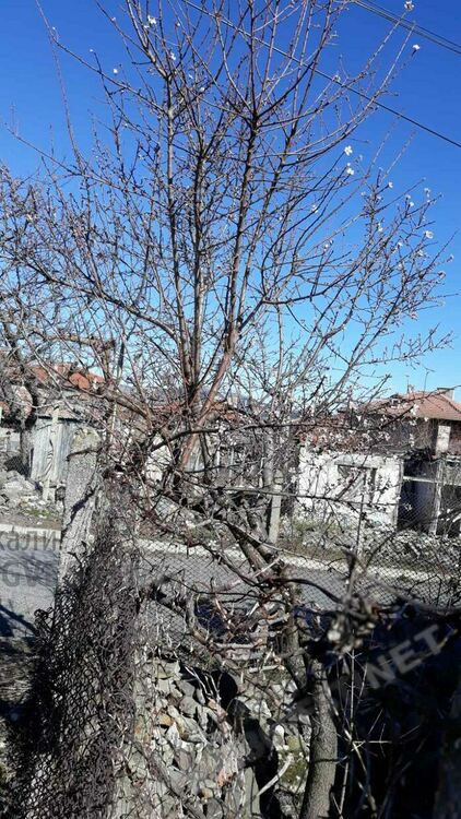 Бадем цъфна в кв.”Гледка”,изпревари дряна/снимки/