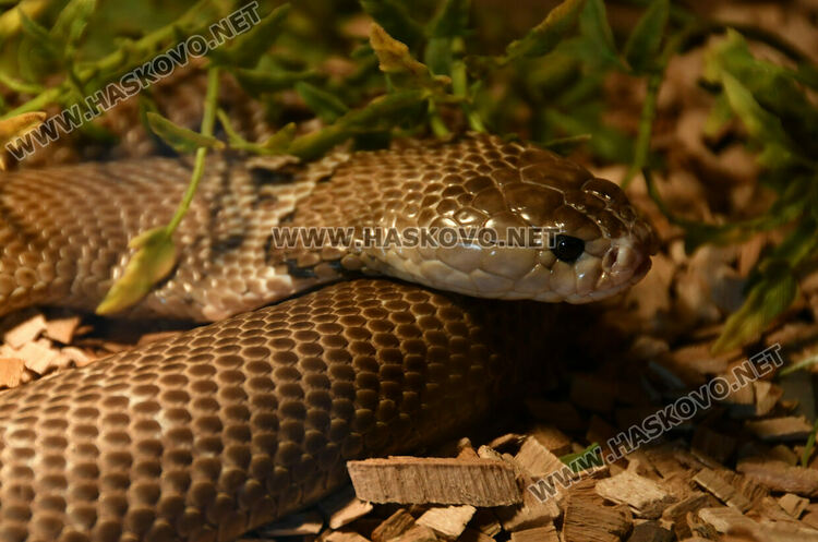 Показват изложба от 44 змии и гущери в “Заря”