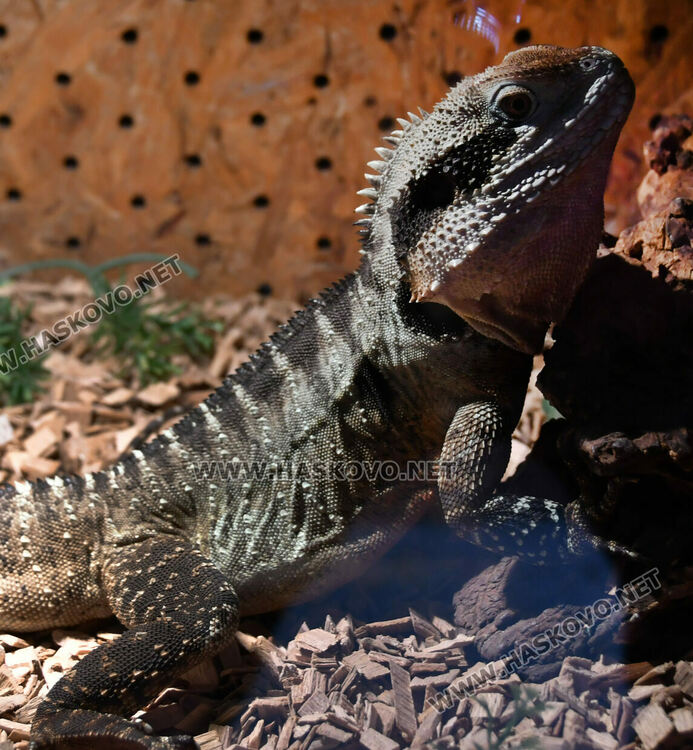 Показват изложба от 44 змии и гущери в “Заря”