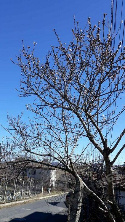 Бадем цъфна в кв.”Гледка”,изпревари дряна/снимки/