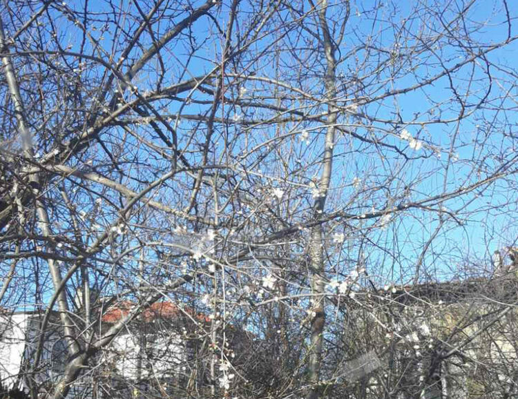 Бадем цъфна в кв.”Гледка”,изпревари дряна/снимки/