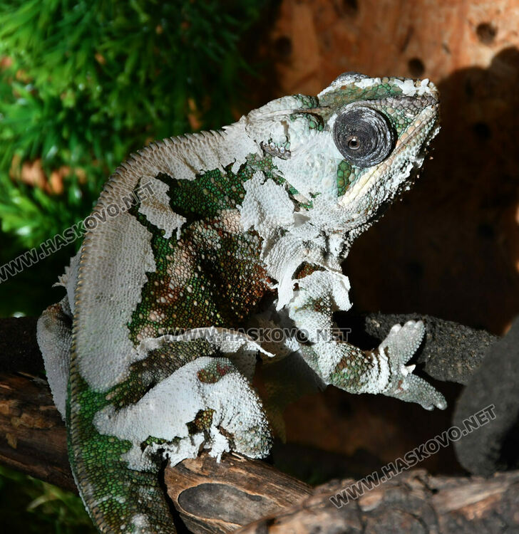 Показват изложба от 44 змии и гущери в “Заря”