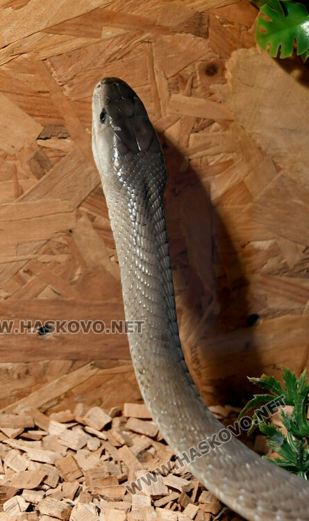 Показват изложба от 44 змии и гущери в “Заря”