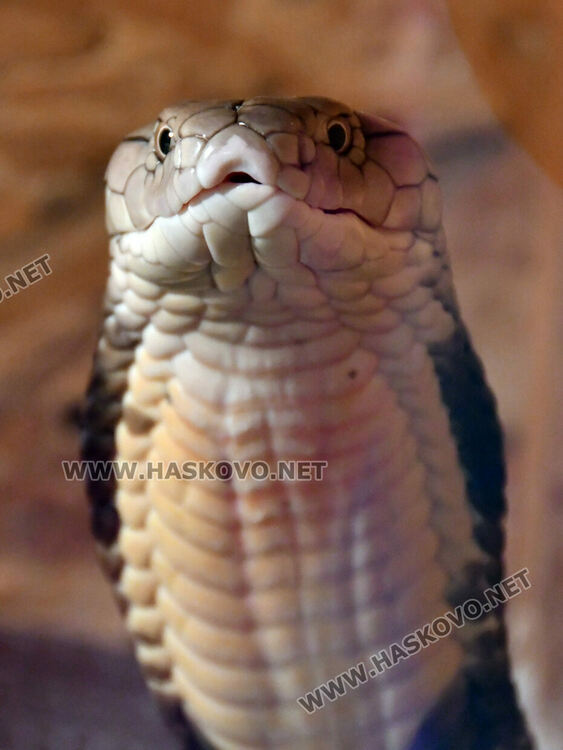 Показват изложба от 44 змии и гущери в “Заря”