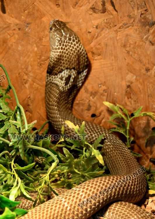 Показват изложба от 44 змии и гущери в “Заря”