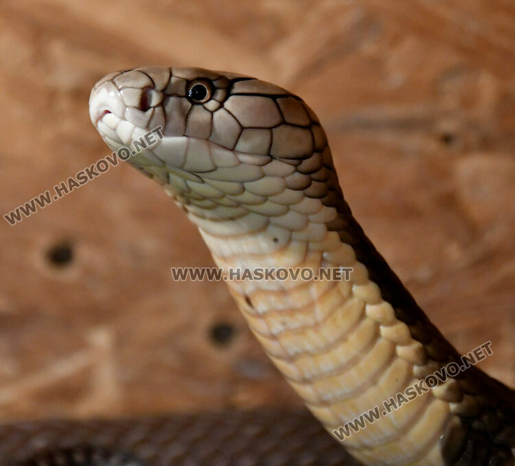 Показват изложба от 44 змии и гущери в “Заря”