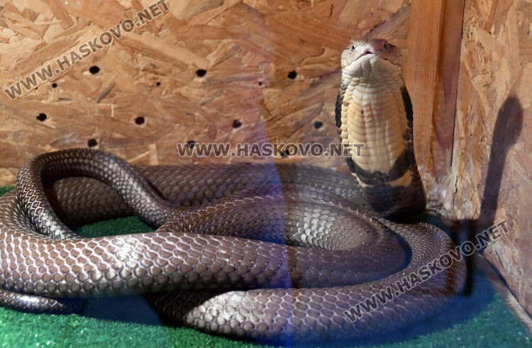 Показват изложба от 44 змии и гущери в “Заря”