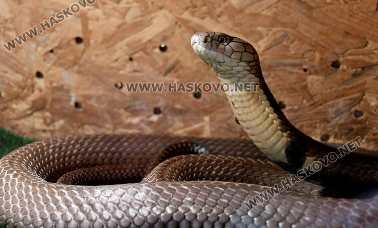 Показват изложба от 44 змии и гущери в “Заря”