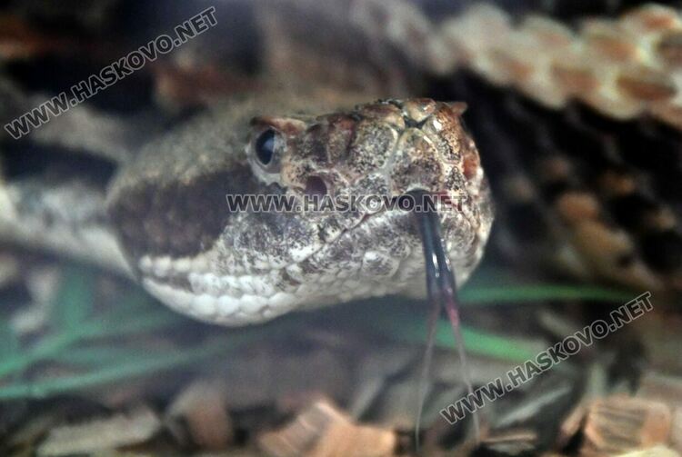 Показват изложба от 44 змии и гущери в “Заря”