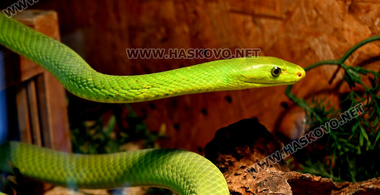 Показват изложба от 44 змии и гущери в “Заря”