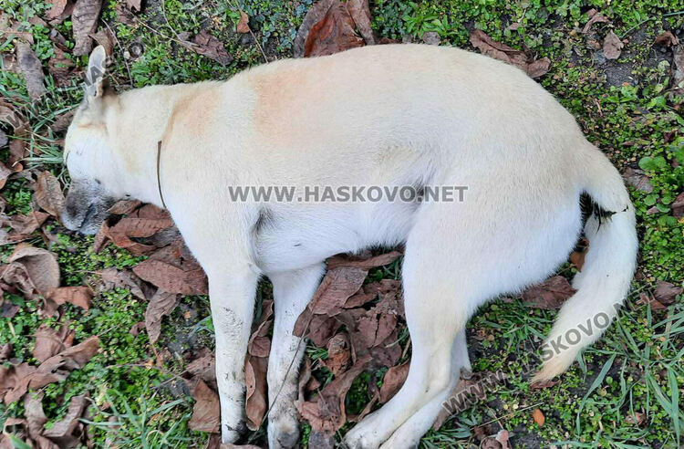 Внимание! Отрова за кучета на „Кенана“!