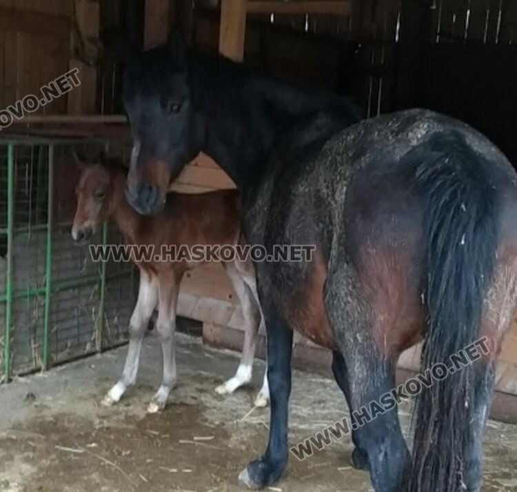 Задържаха мъж за кражба на конче, двама задигнали телевизори