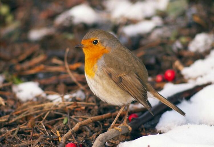 Днес слънчево, но в неделя-сняг