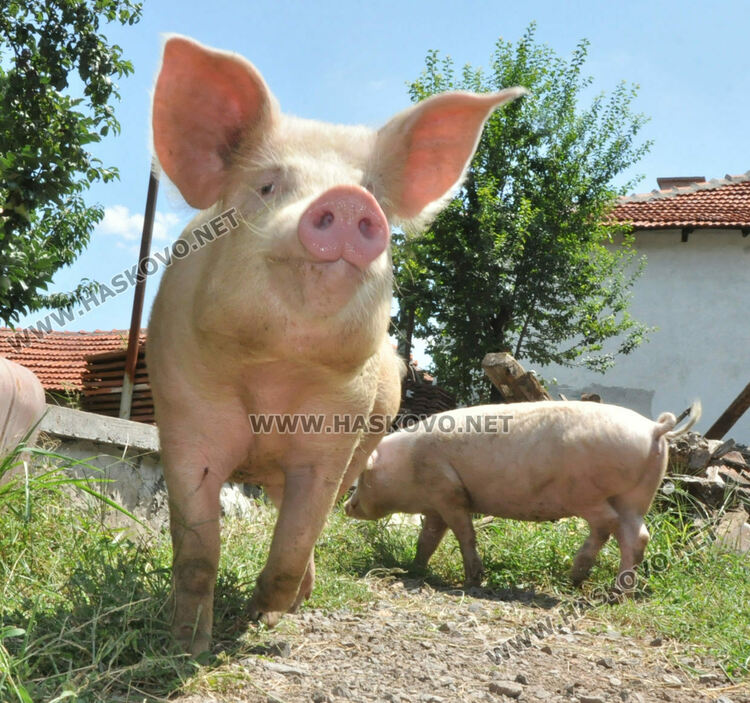 700 свиневъди са регистрирани в Хасковско, проверяват ги три пъти годишно