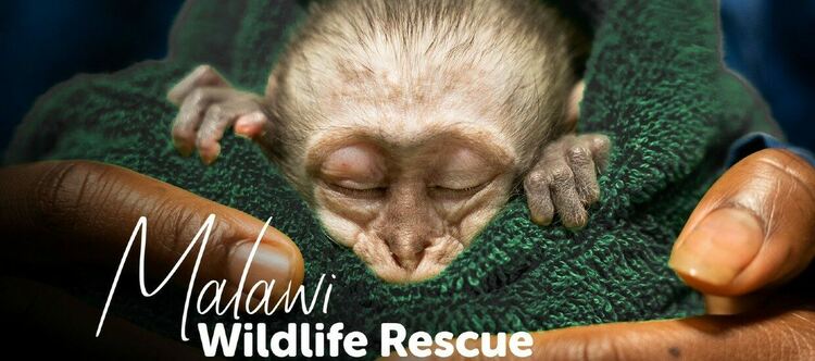 Спасители на диви животни в Малави по Viasat Nature 