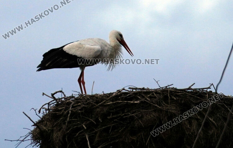 Първият за годината щъркел долетя в Подкрепа