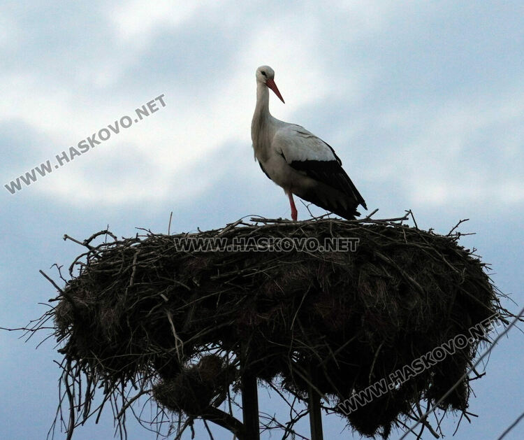 Първият за годината щъркел долетя в Подкрепа