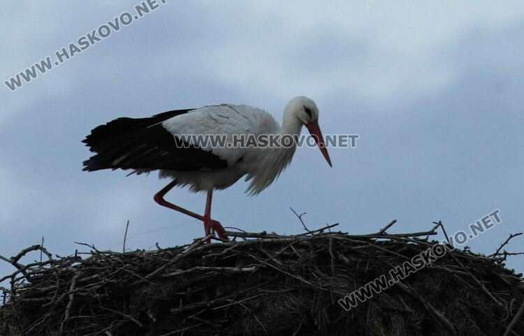 Първият за годината щъркел долетя в Подкрепа