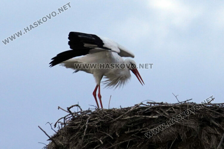 Първият за годината щъркел долетя в Подкрепа
