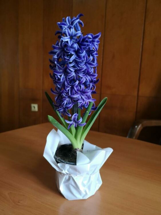 Кметът Хасан Азис изненада дамите от администрацията със зюбмбюли за 8 март