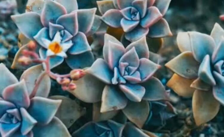 БАН откриха лек срещу COVID, грип и херпес - растението Каменен лотос 