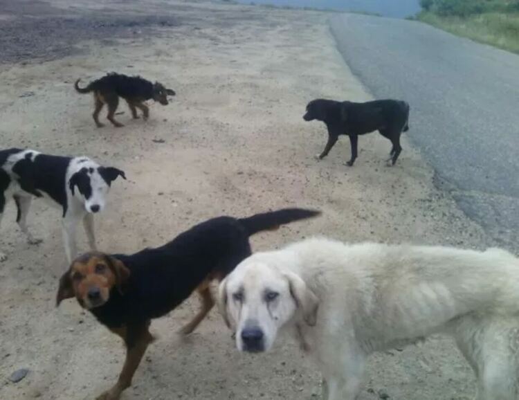 Върви обществено обсъждане на Програмата за овладяване на броя на безстопанствените кучета