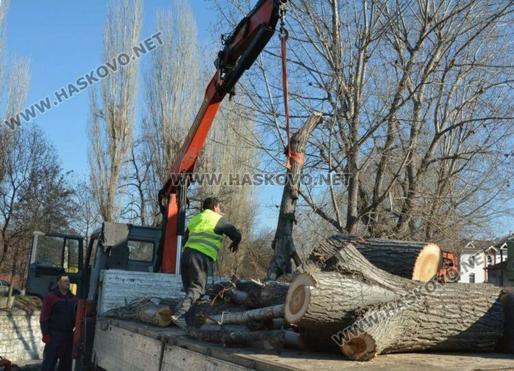 Продават отсечените тополи на търг