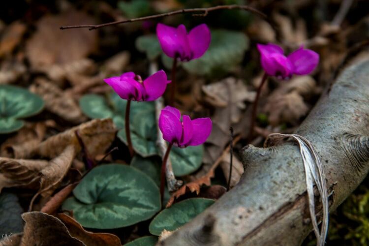 снимка: Нина Серафимова