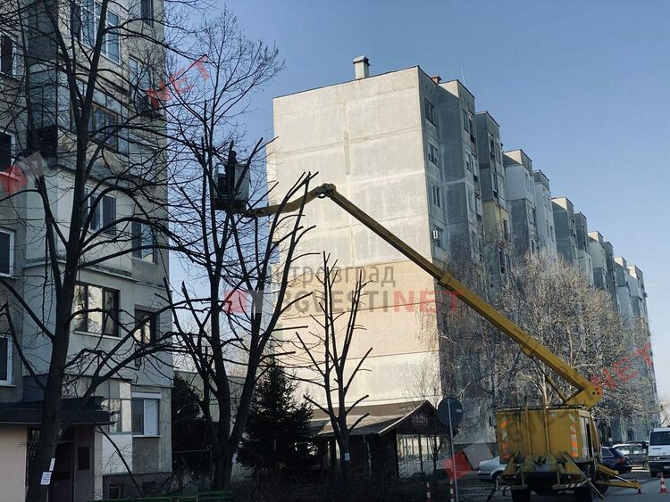 Защо окастрят така дърветата в Димитровград