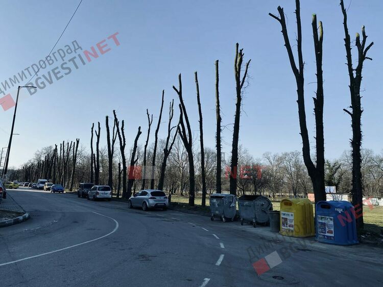 Защо окастрят така дърветата в Димитровград