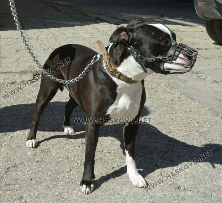 3-годишната Блъки си търси нов стопанин