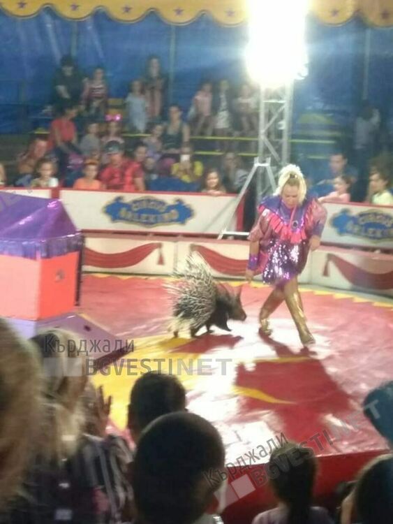 Цирк „Арлекино” отново в Кърджали, ще радва децата на града