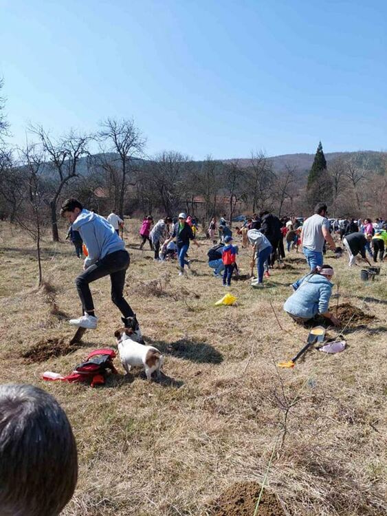 1000 овощни дръвчета засадиха жители и гости на село Студена