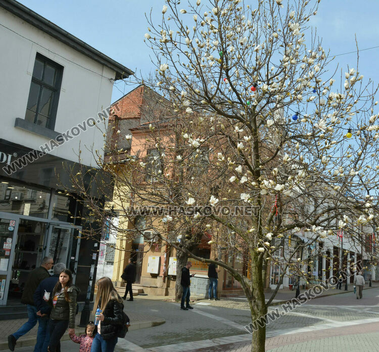 Магнолиите разхубавиха главната на Хасково с прекрасните си цветове