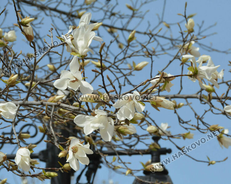Магнолиите разхубавиха главната на Хасково с прекрасните си цветове