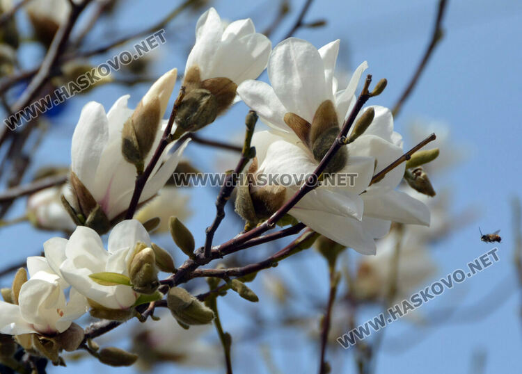 Магнолиите разхубавиха главната на Хасково с прекрасните си цветове