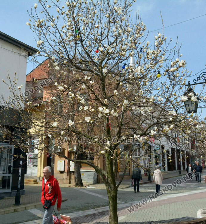Магнолиите разхубавиха главната на Хасково с прекрасните си цветове