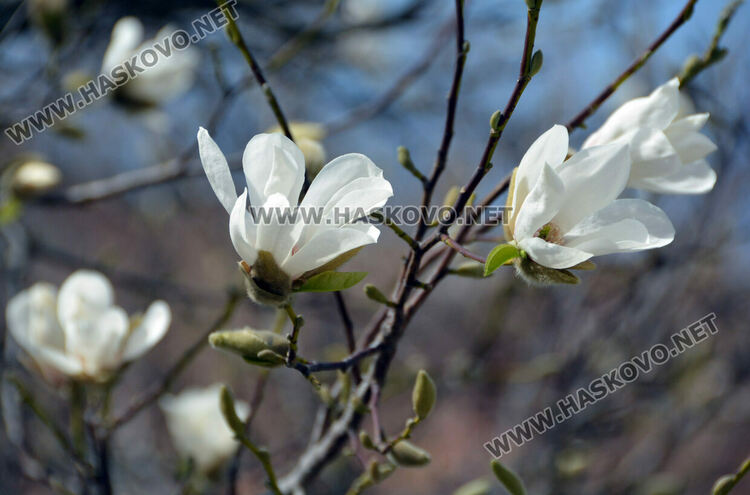 Магнолиите разхубавиха главната на Хасково с прекрасните си цветове