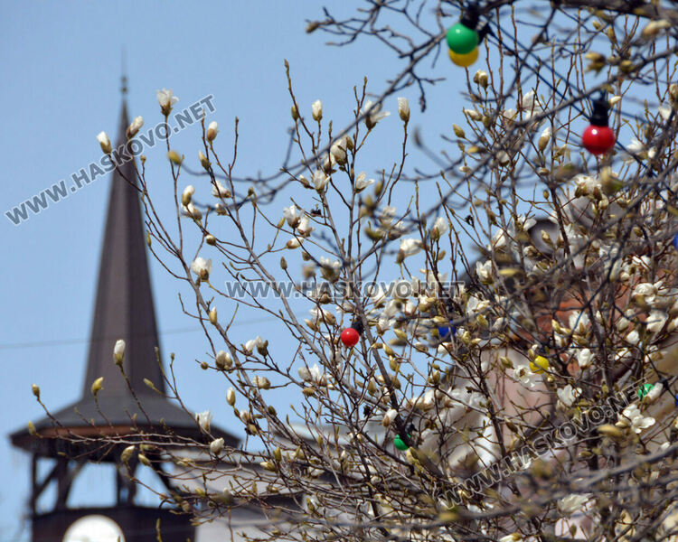 Магнолиите разхубавиха главната на Хасково с прекрасните си цветове