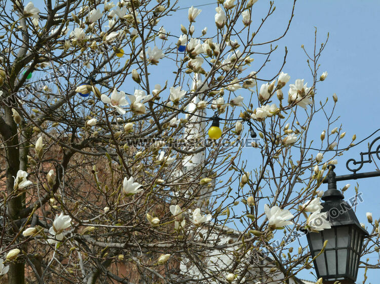 Магнолиите разхубавиха главната на Хасково с прекрасните си цветове