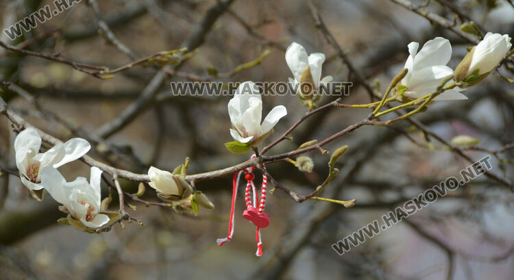 Магнолиите разхубавиха главната на Хасково с прекрасните си цветове