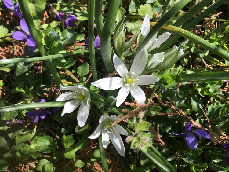 През април ни очаква затопляне до 25-30 градуса