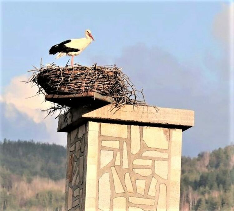 Първият щъркел долетя в Ардино