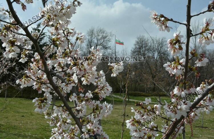 Японските вишни украсиха Ямача